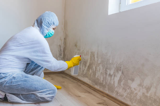 Licensed Black Mold Removal service in Dalmatia, PA - WQB Mold Removal
