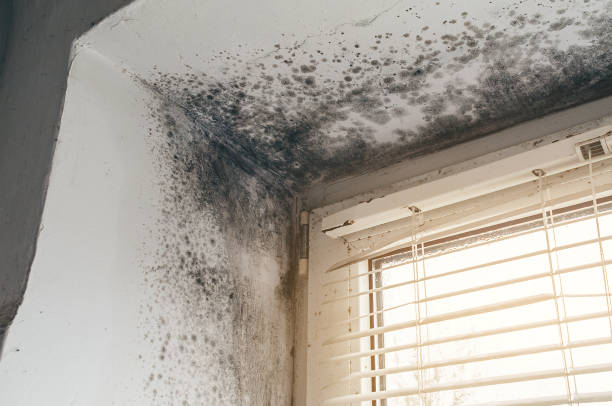Affordable Black Mold Removal solutions in Dalmatia, PA